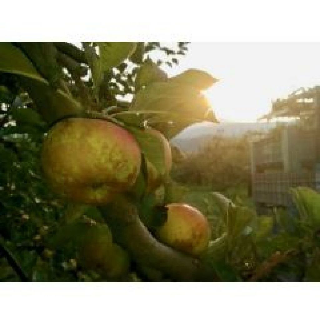 Mele Renetta del Canad&agrave; bio I scelta 70+ * Cartone 14 Kg