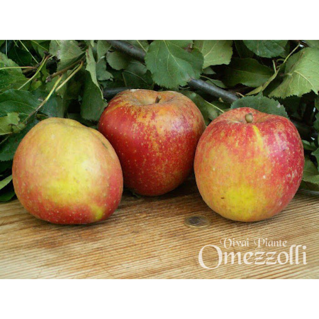 Mela Renoir / renetta rossa bio - plat&ograve; 8Kg