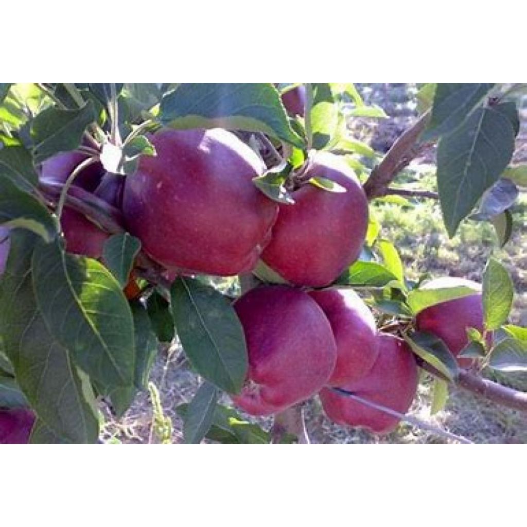 Mele Stark bio I scelta * Cartone 14 Kg