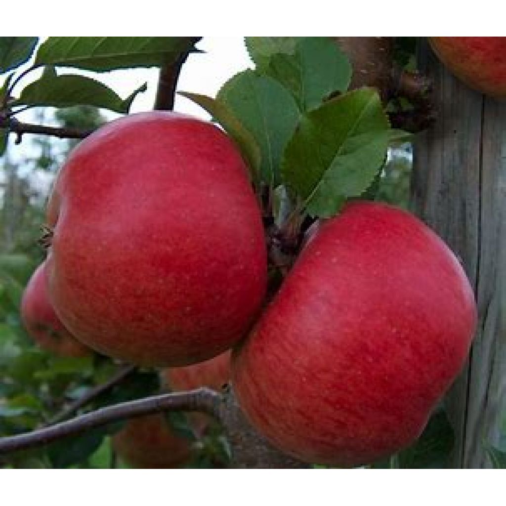 Mele Topaz bio II - plat&ograve; 8Kg