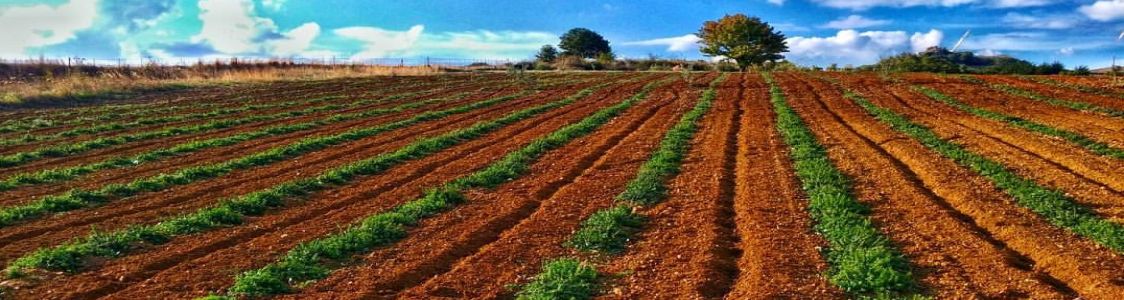 Tumminu & Cafisu di Giuseppe Romano