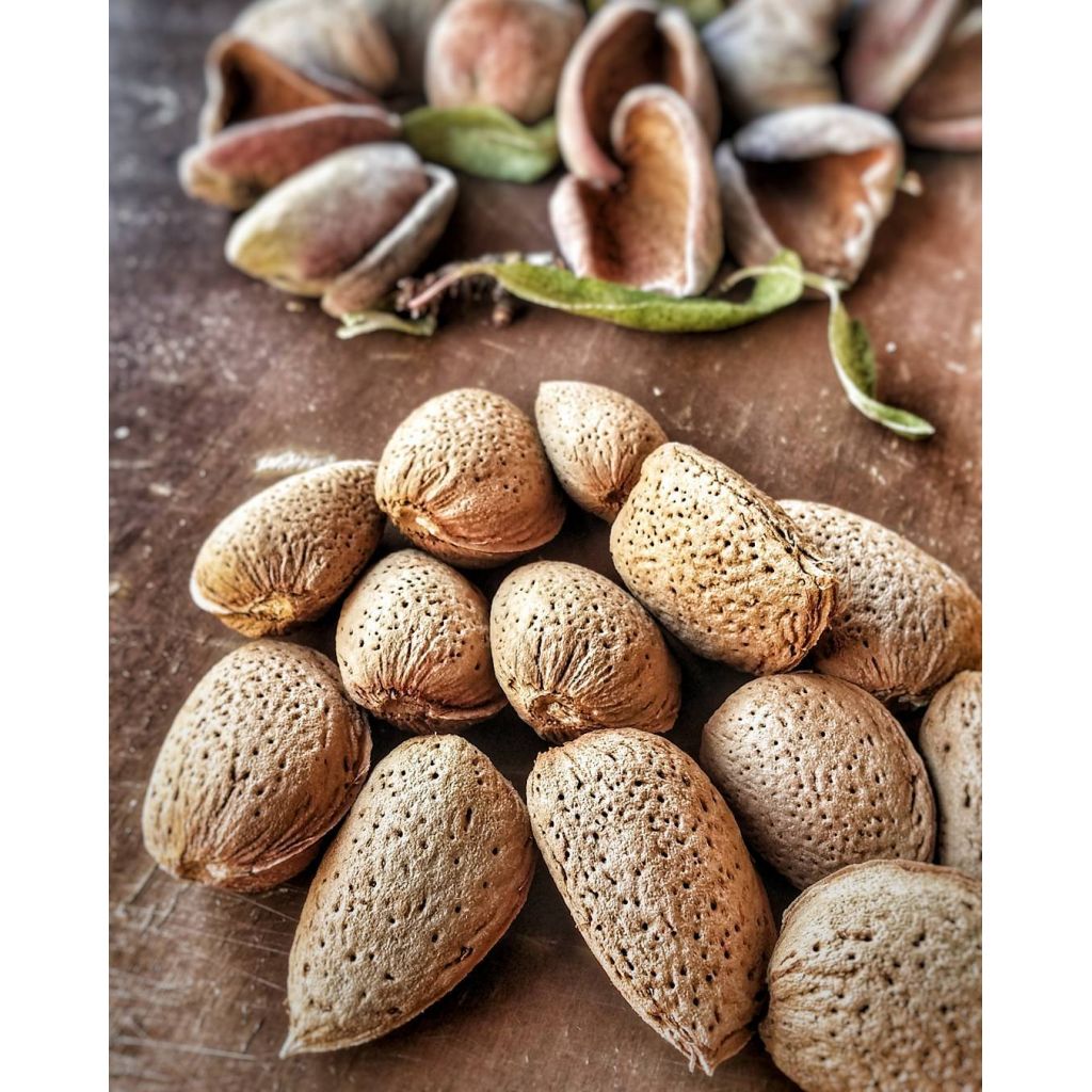 Mandorle in guscio Kg 4