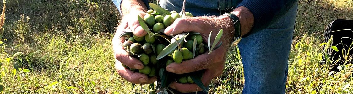 Azienda Agricola Biologica Angimbe