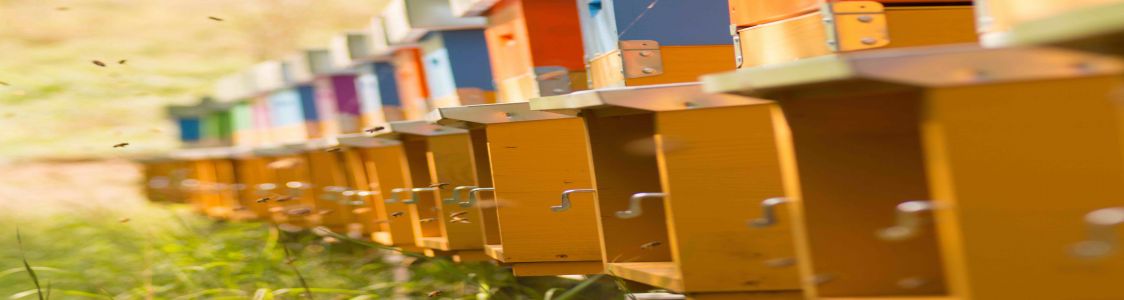 Ditta Individuale Anna Orpelli