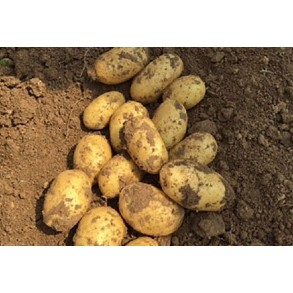 PATATE NUOVE BIO