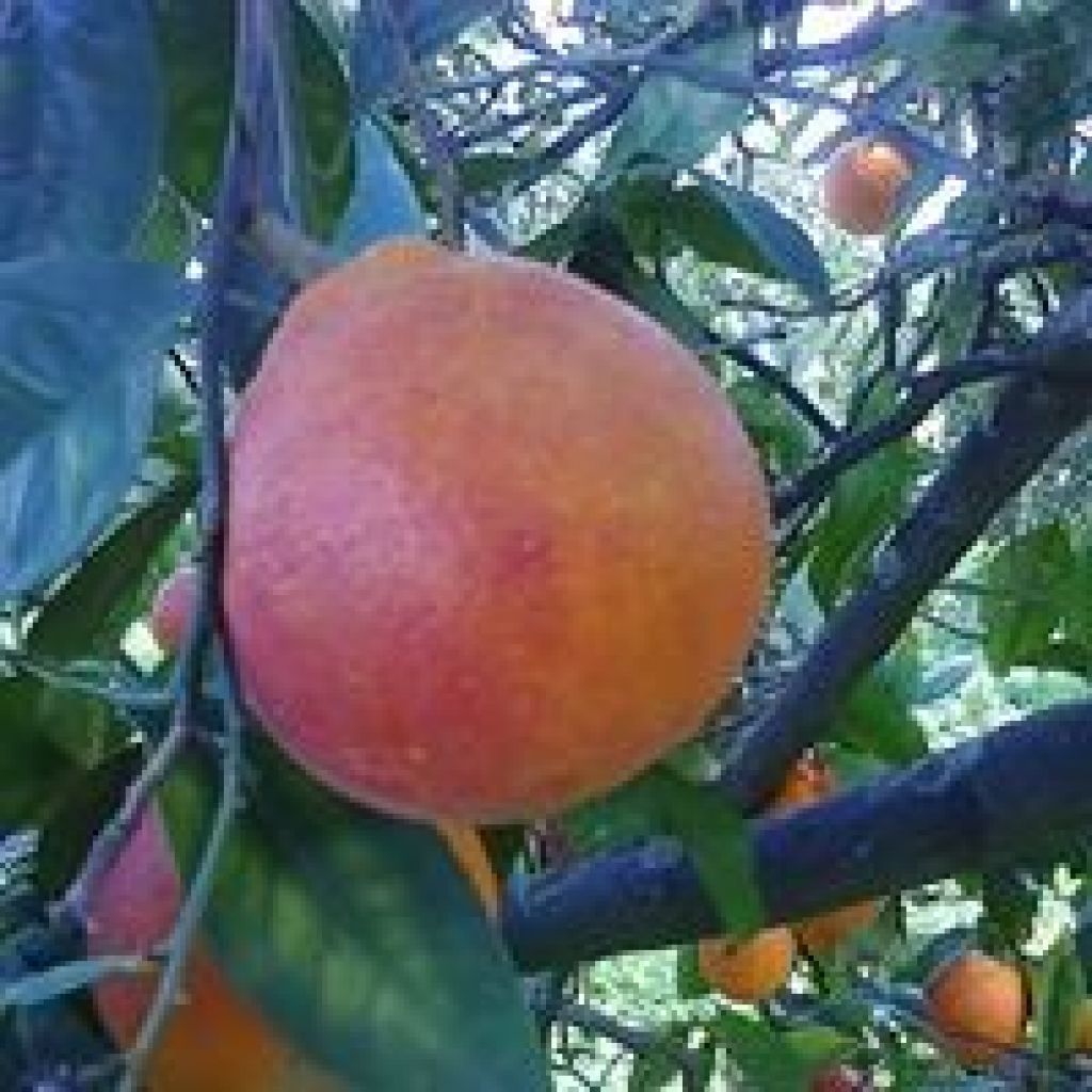 Arance Tarocco a polpa rossa da spremuta Kg 66,5