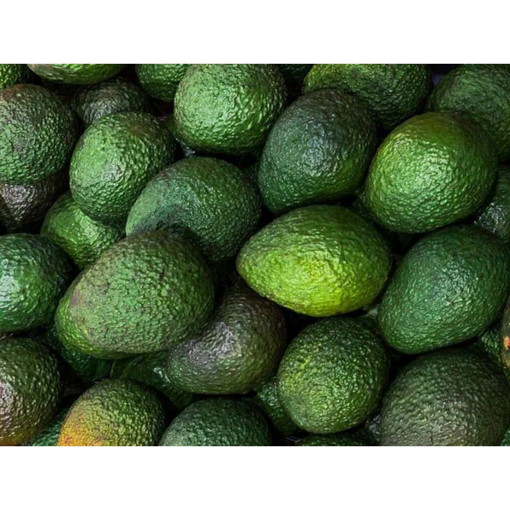 Avocado di Sicilia Kg 4.5