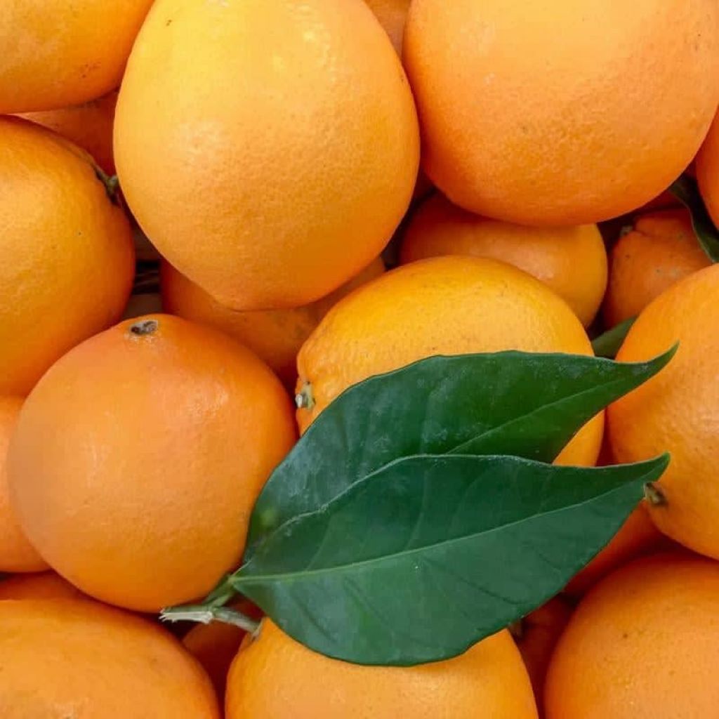 Arance Navel medio-grandi - Kg 16,5