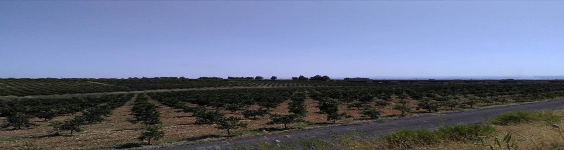 Agrumepuro di Giosu&egrave; Arcoria