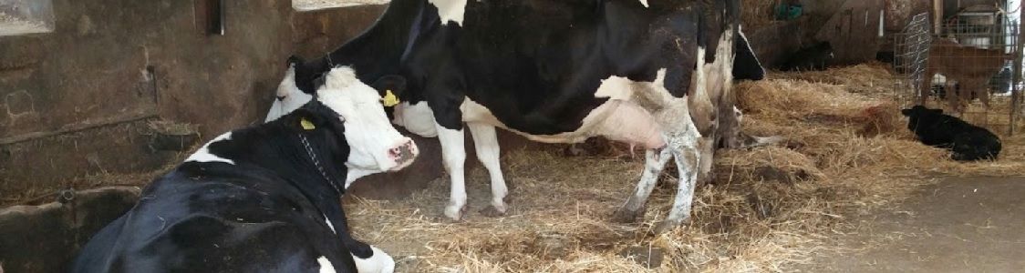 Casale Nibbi Azienda Agricola S.S.