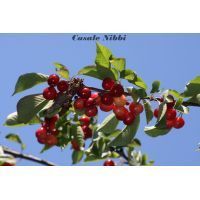 img_4035 [risoluzione del desktop]