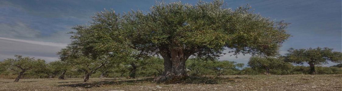 Genuiner - Olio dei Monti Sikani