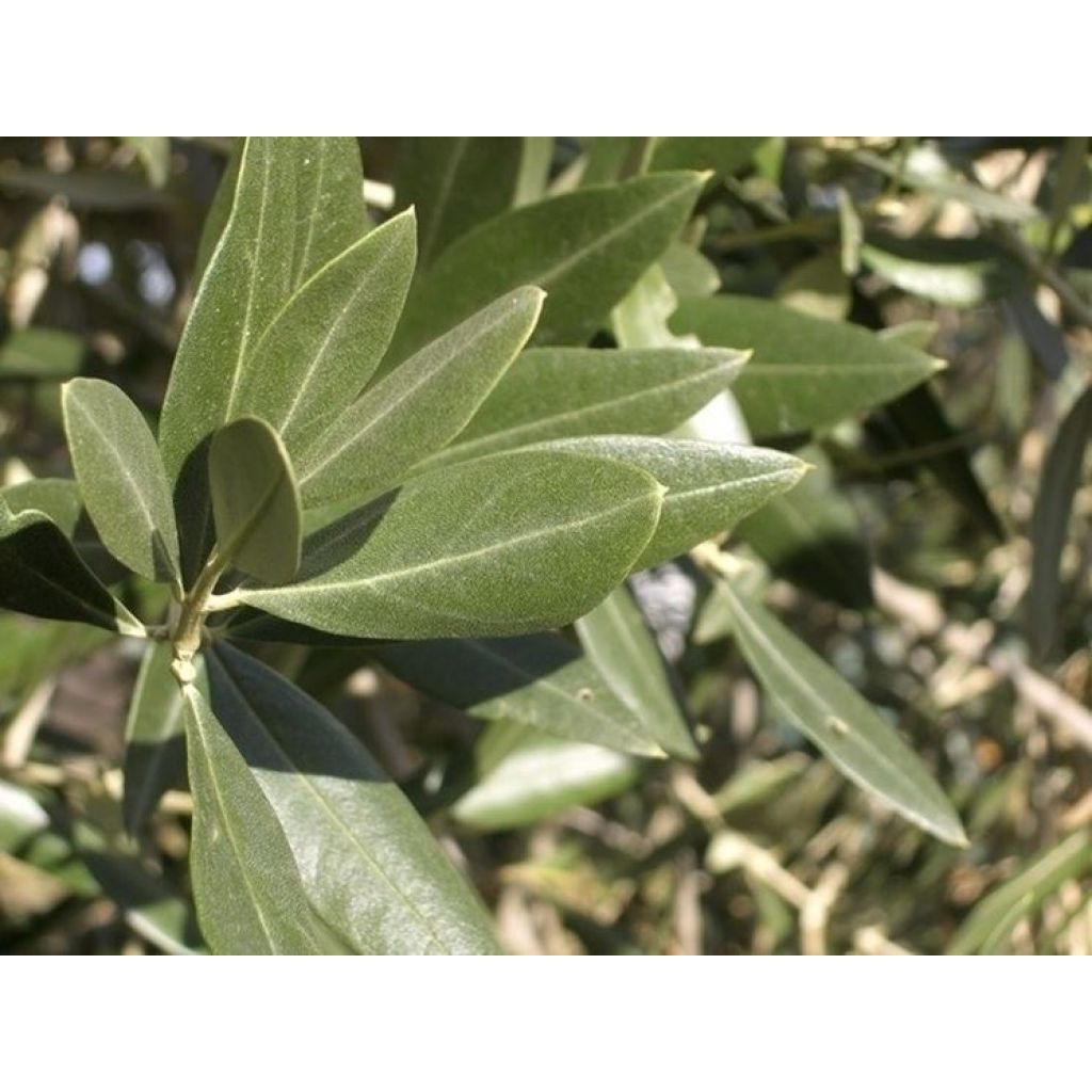 TISANA FOGLIE DI OLIVO E MENTA