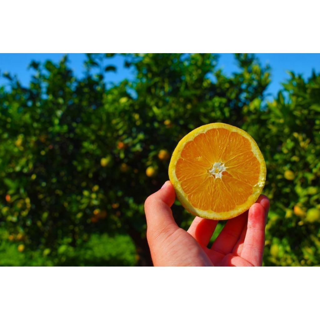 Arance bionde di Sicilia Washington Navel - Cassetta 9 Kg