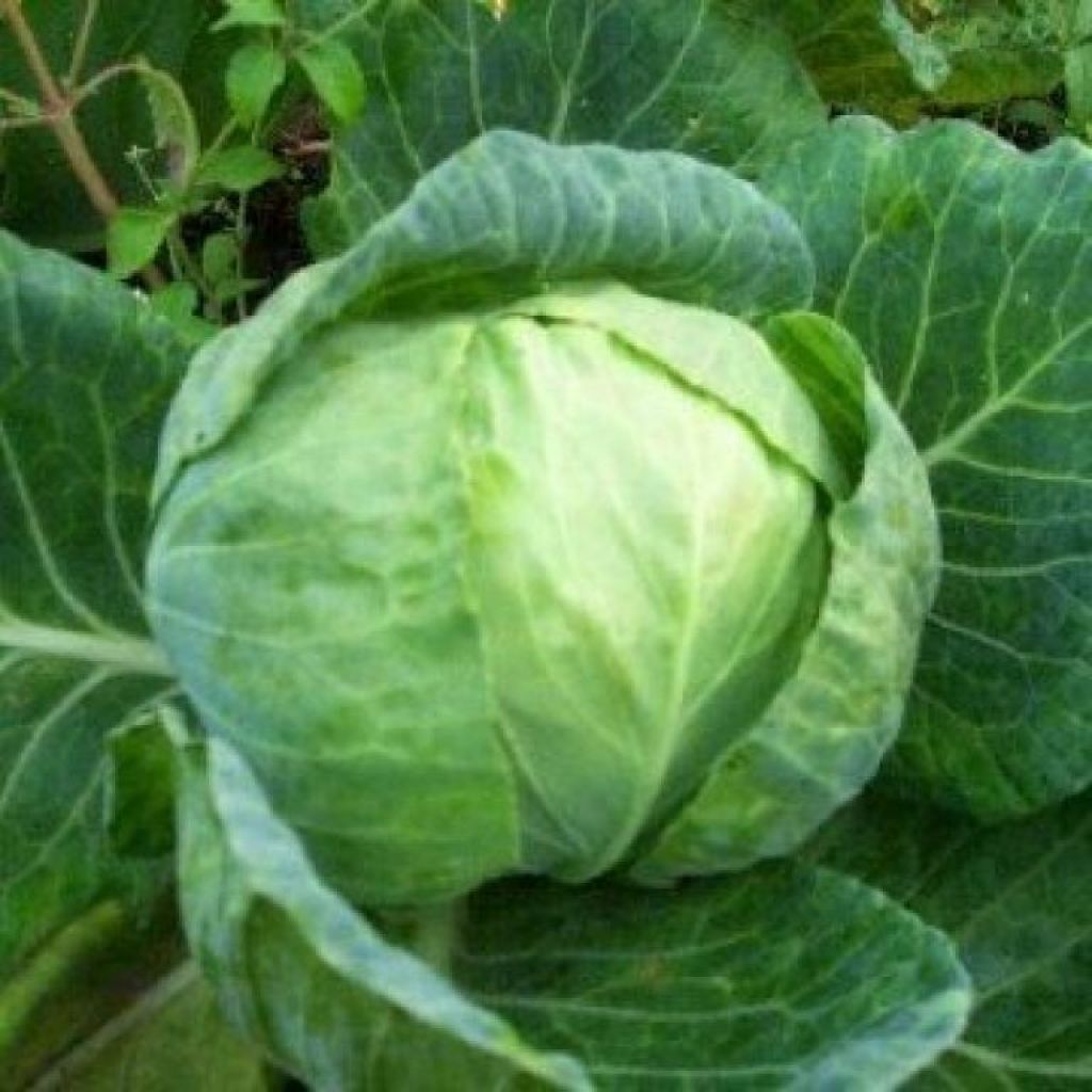 Cavolo Cappuccio - ord. per pezzo