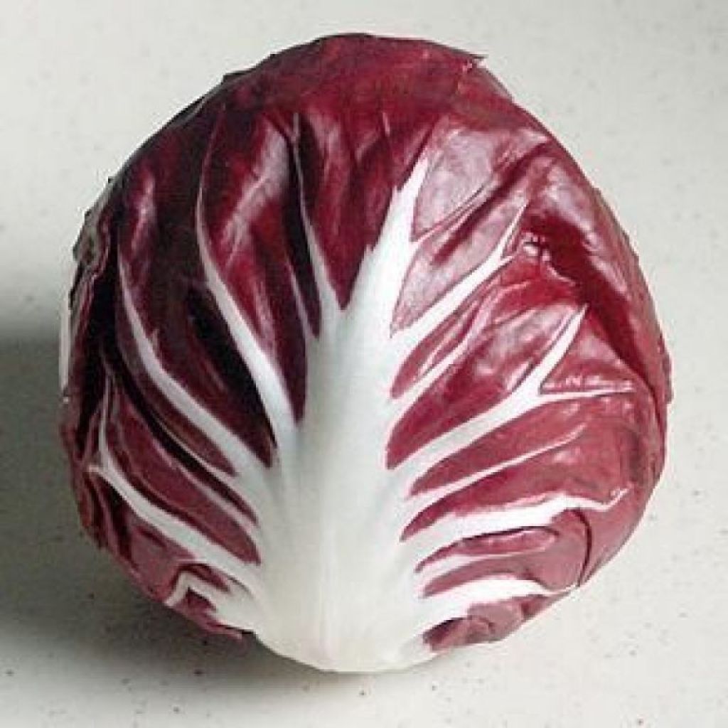 Radicchio Chioggia - ord. per pezzo