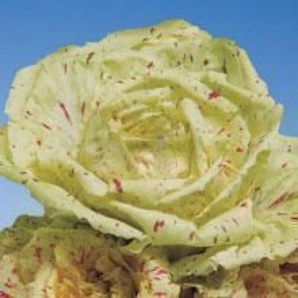 Radicchio Lusia - ord. per pezzo