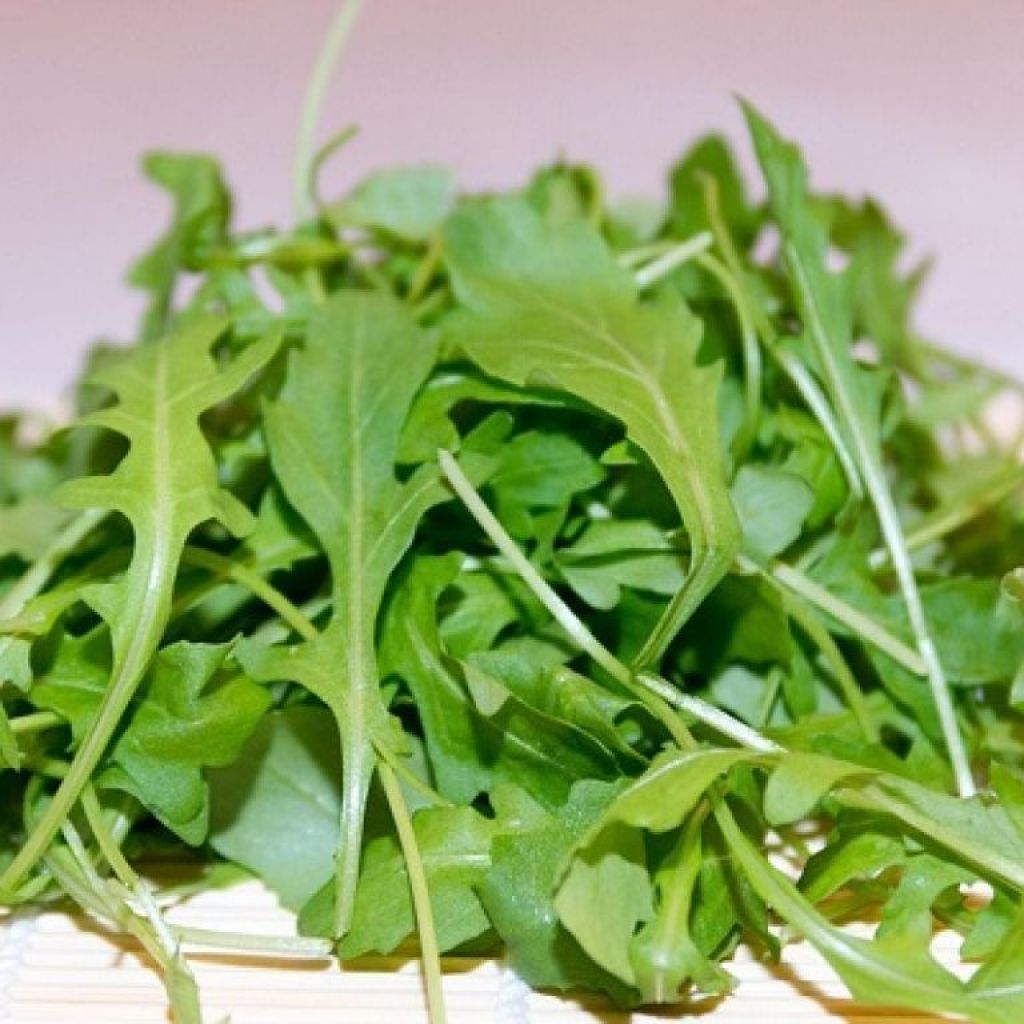 Rucola