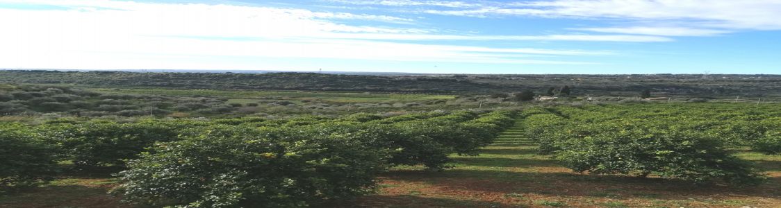 Floridiagrumi di Failla Paolo