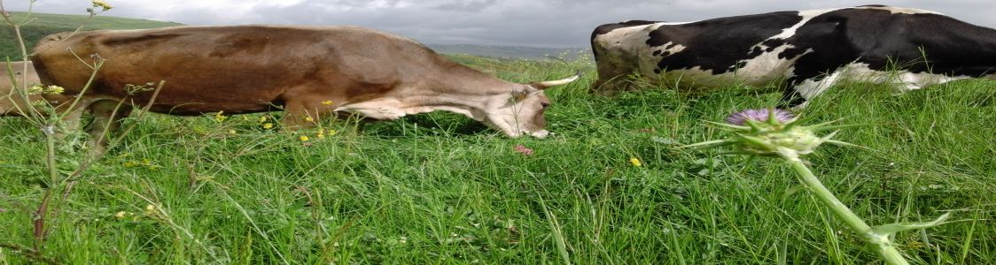 Le Ferregne di Antonio Ciani