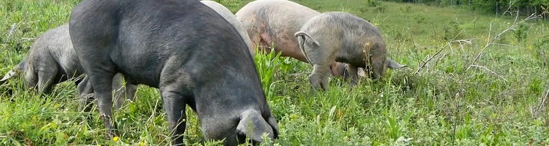 Gabrielli Societ&agrave; Agricola srl