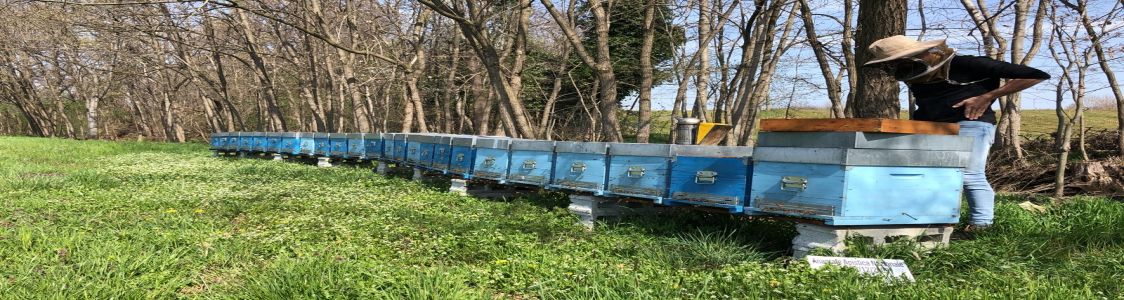 Dada Miele SS Agricola