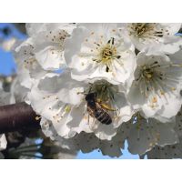 56664541_2247566528843613_8437491724330205184_n