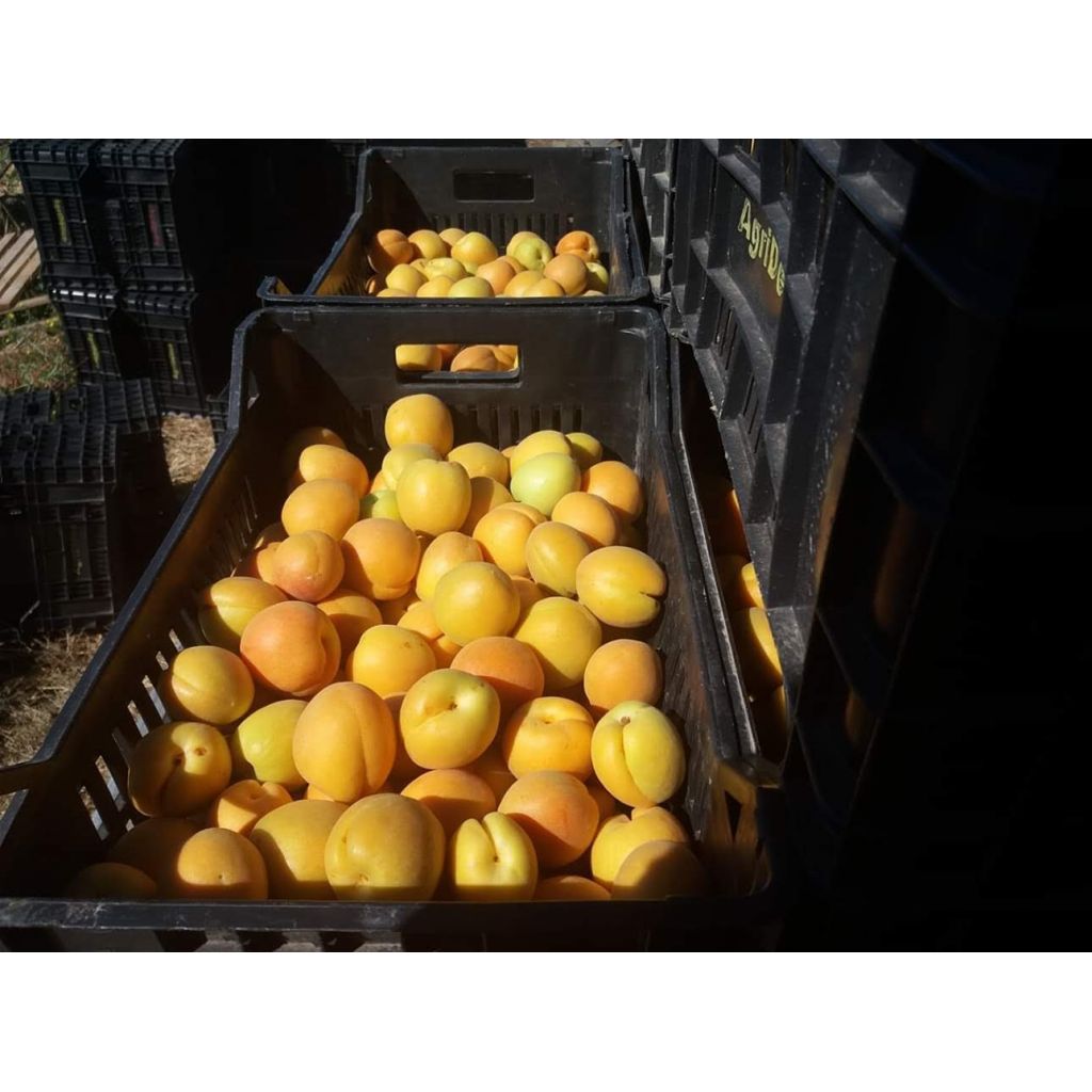Albicocche "PELLECCHIELLA" CAL 45/55 - 10 Kg slow food