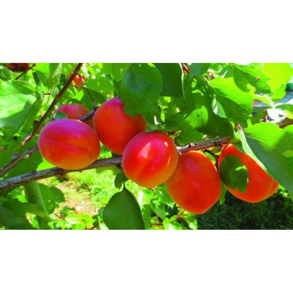 Cassetta di albicocche Wontercot 10 Kg