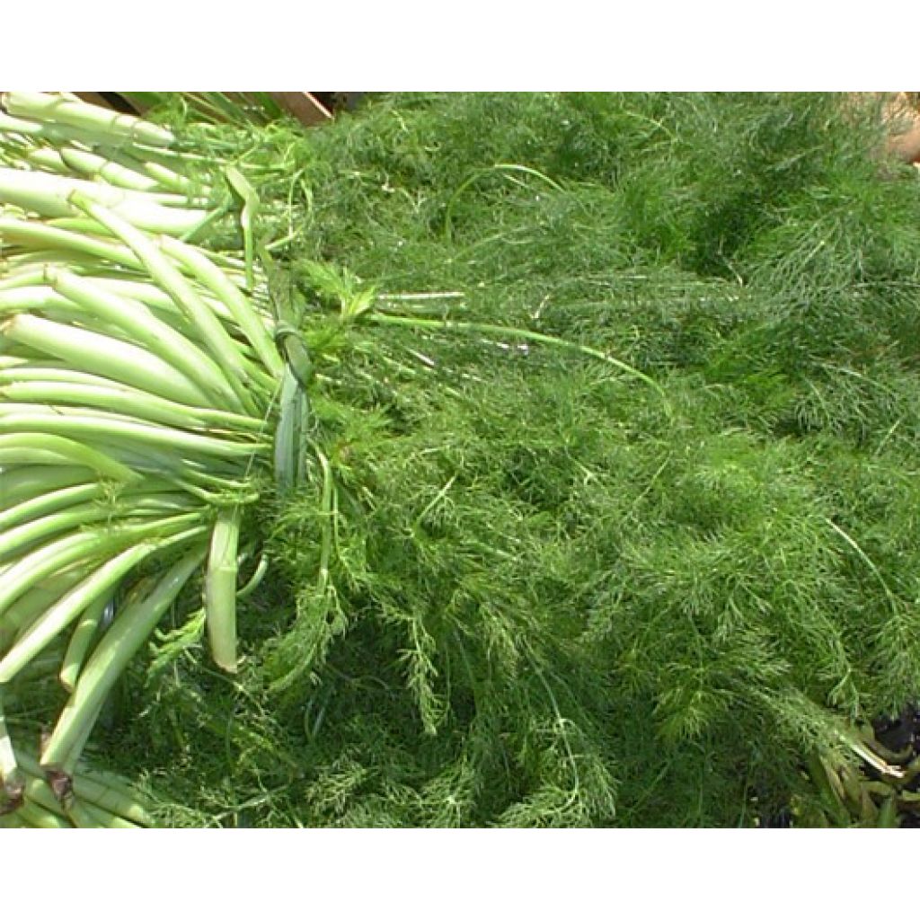 Finocchietto selvatico