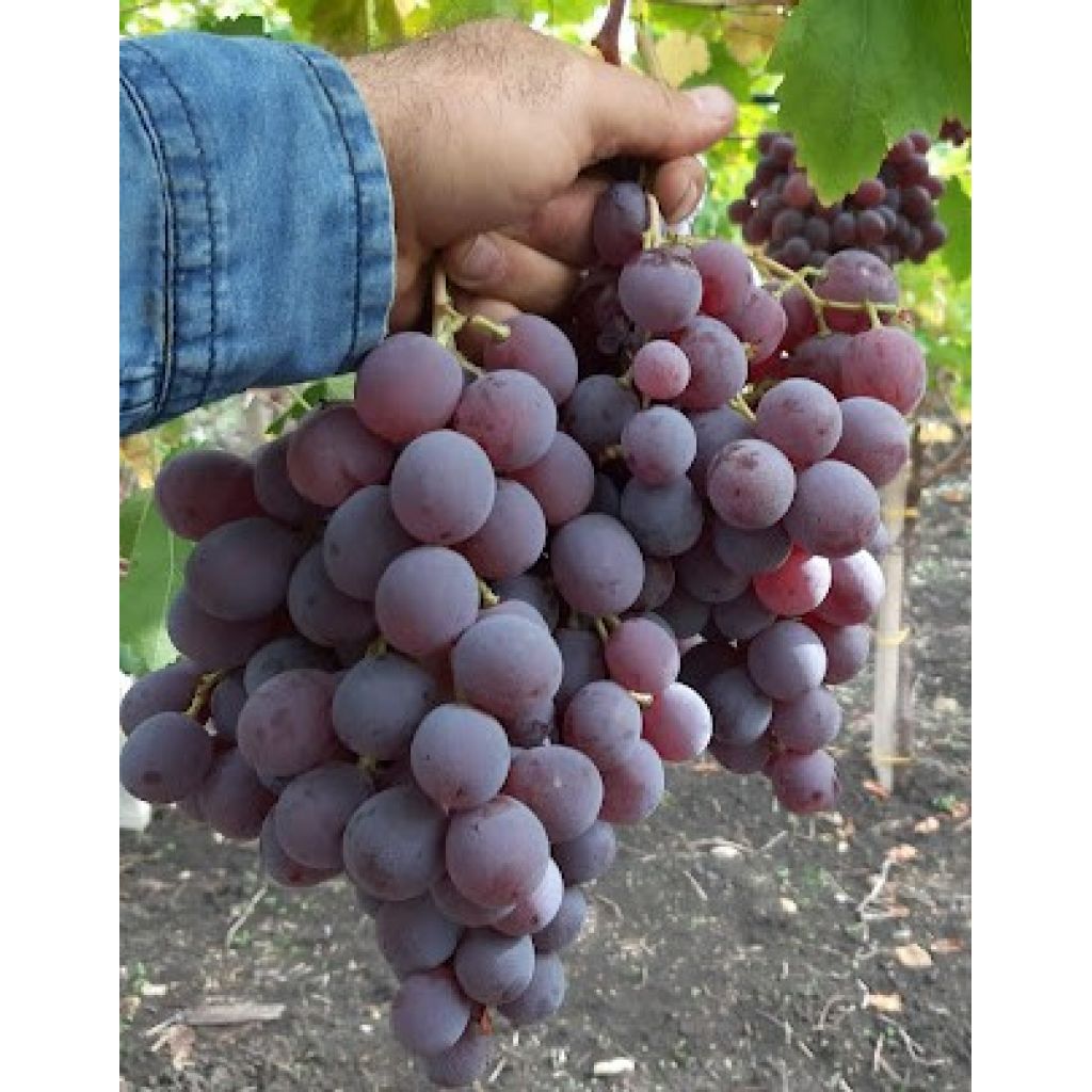 Cassetta di blak rose'