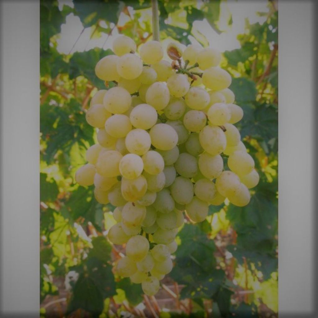 Cassetta di uva Sultanina 10 Kg