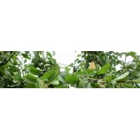 perecrea194fontegeoplantvivaidasito