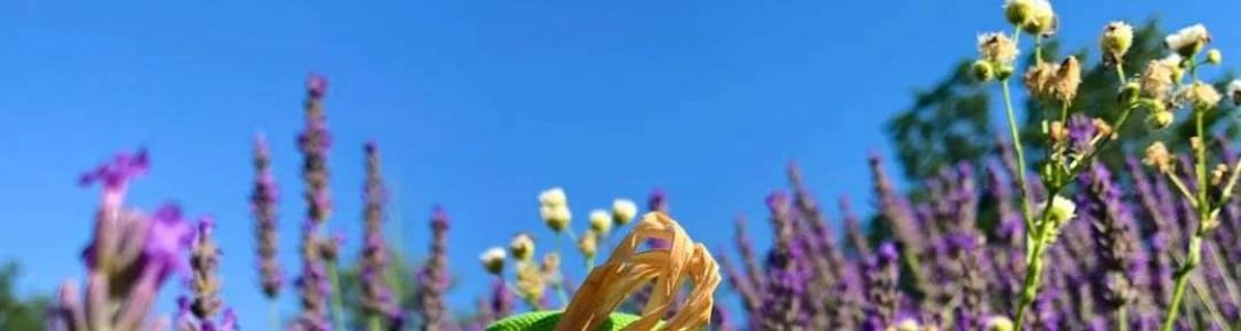 Az.agr. Oddolini Marianna