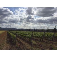 14494893_1149142645175734_4558408310095486994_n