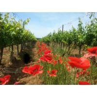 14681880_1158612247562107_6351417154889833523_n