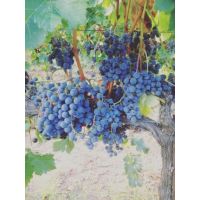 69198151_2411683802254939_1557027027503022080_n