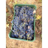 70557437_2426304597459526_8503160017644421120_n