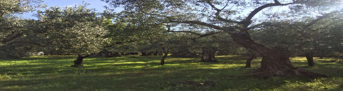 Uliveti Castel San Martino Societa Agricola Srl