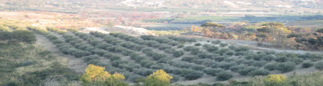 Azienda Agricola Paolo Lavorata