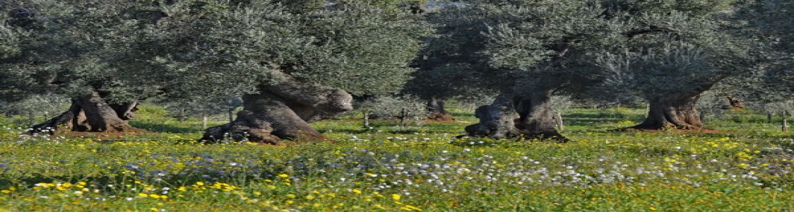 Azienda agricola Il Frantoio di Maria Ciannamea