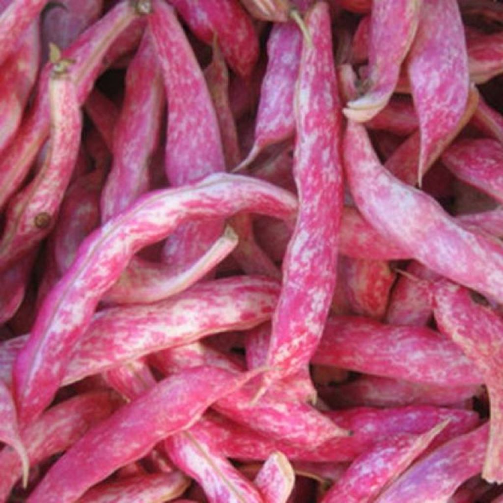 Fagioli Borlotti Freschi, 5Kg