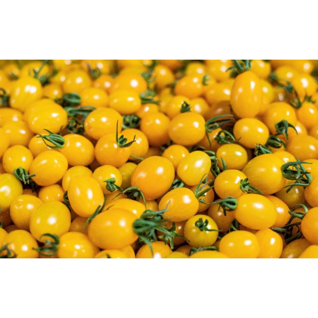 Datterini tomatoes