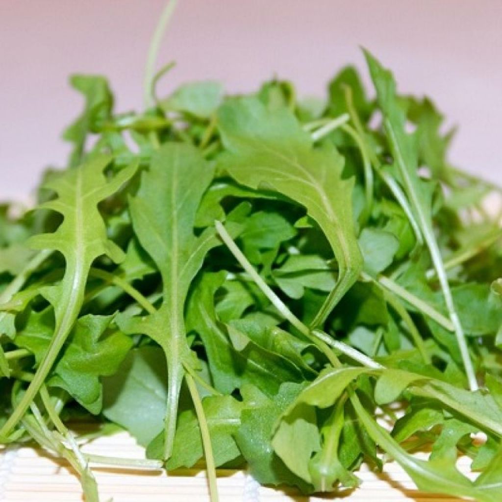 Rucola