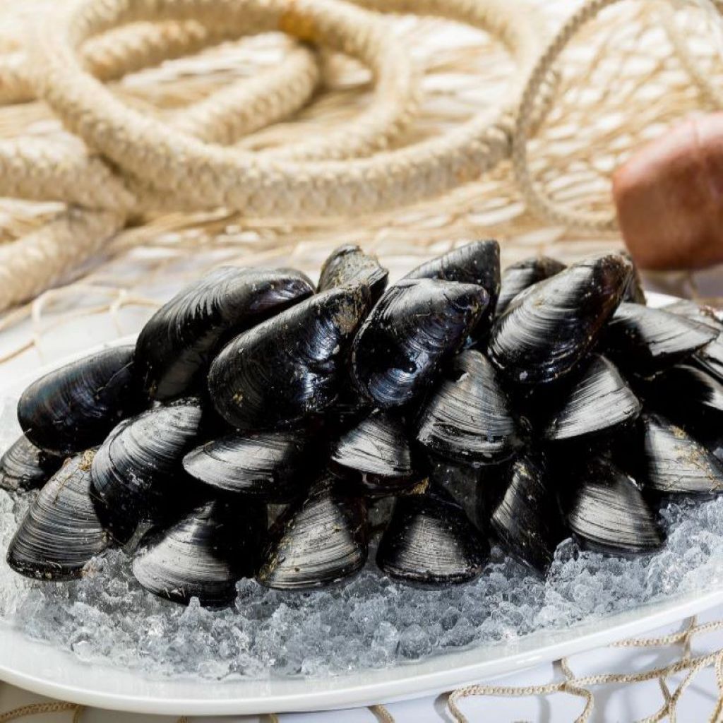 COZZE KG 1