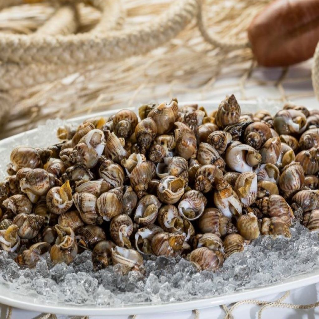 LUMACCHINI DI MARE KG 1