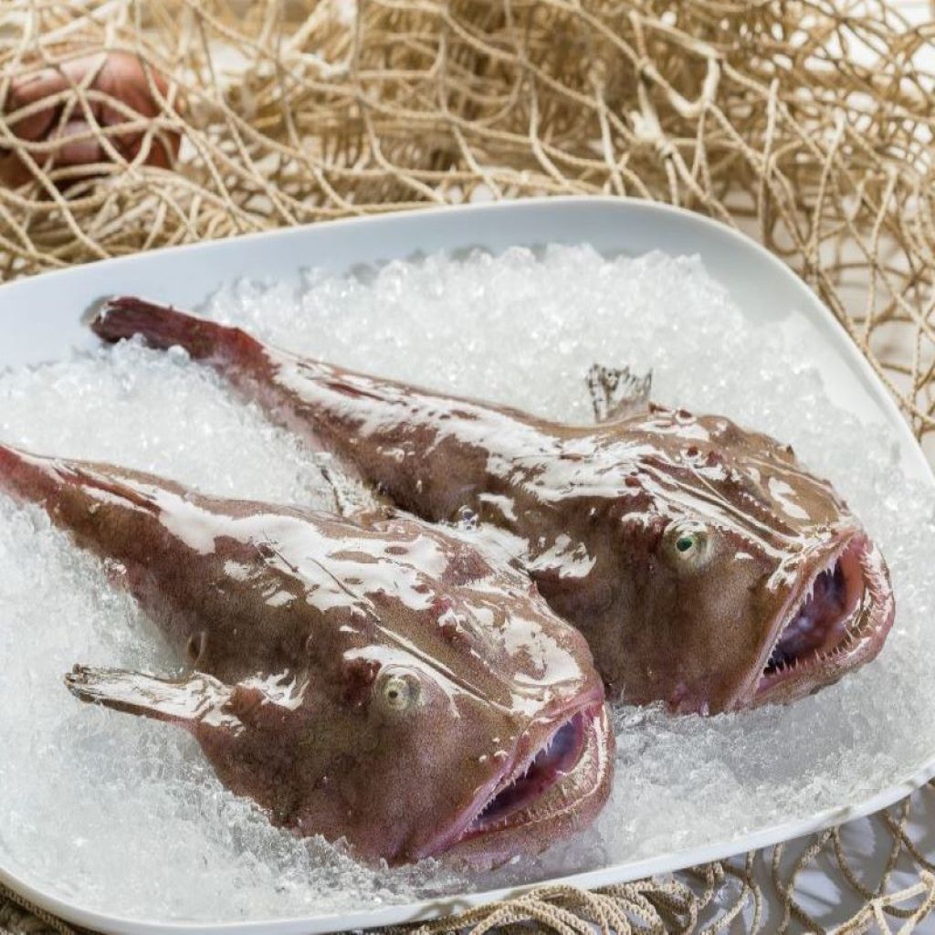 FISH FISH KG1 (CLEAN KG 0,8)