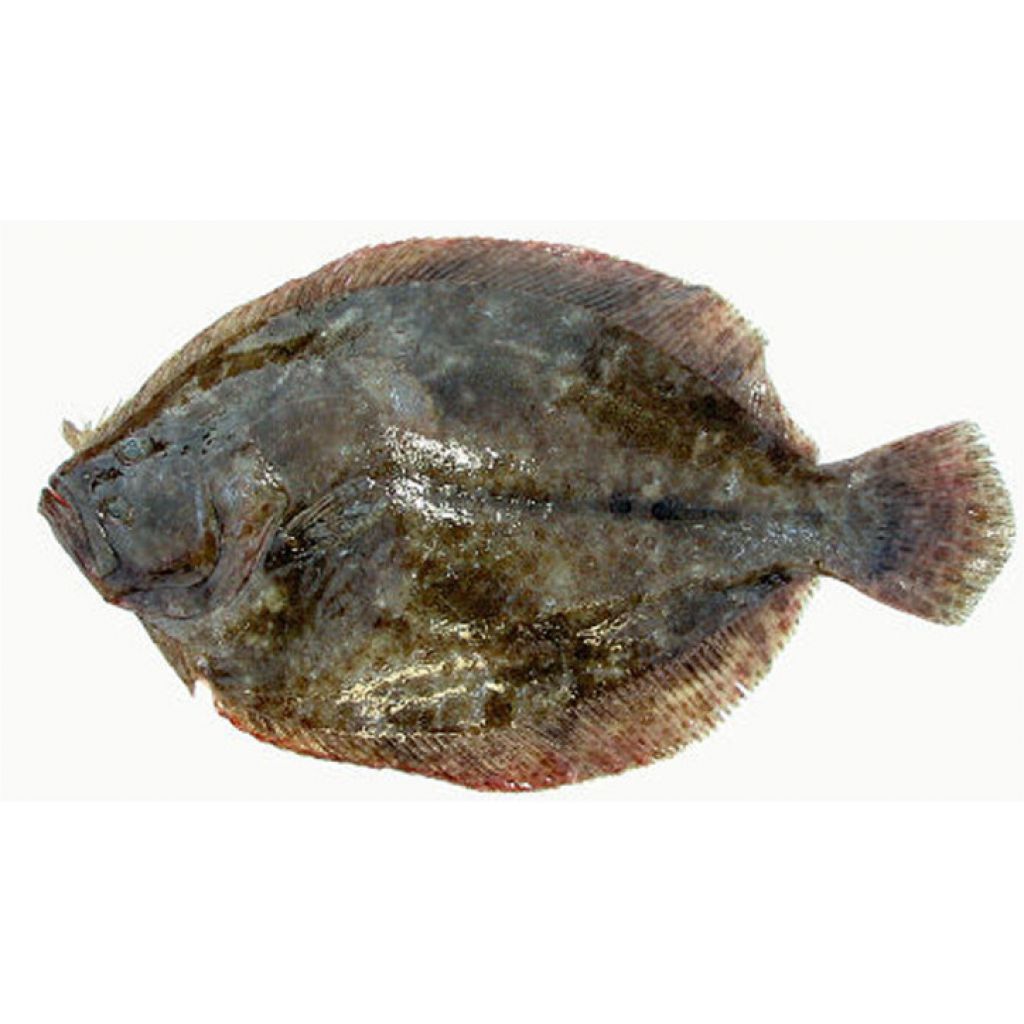 SOASO OR SMOOTH RHOMBUS KG 1 (CLEAN KG 0.8)