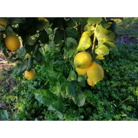 626b59cdc6bb44809897e9c90b550362