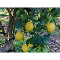 70aa53dee533496686c5bad1fd4d0496 1